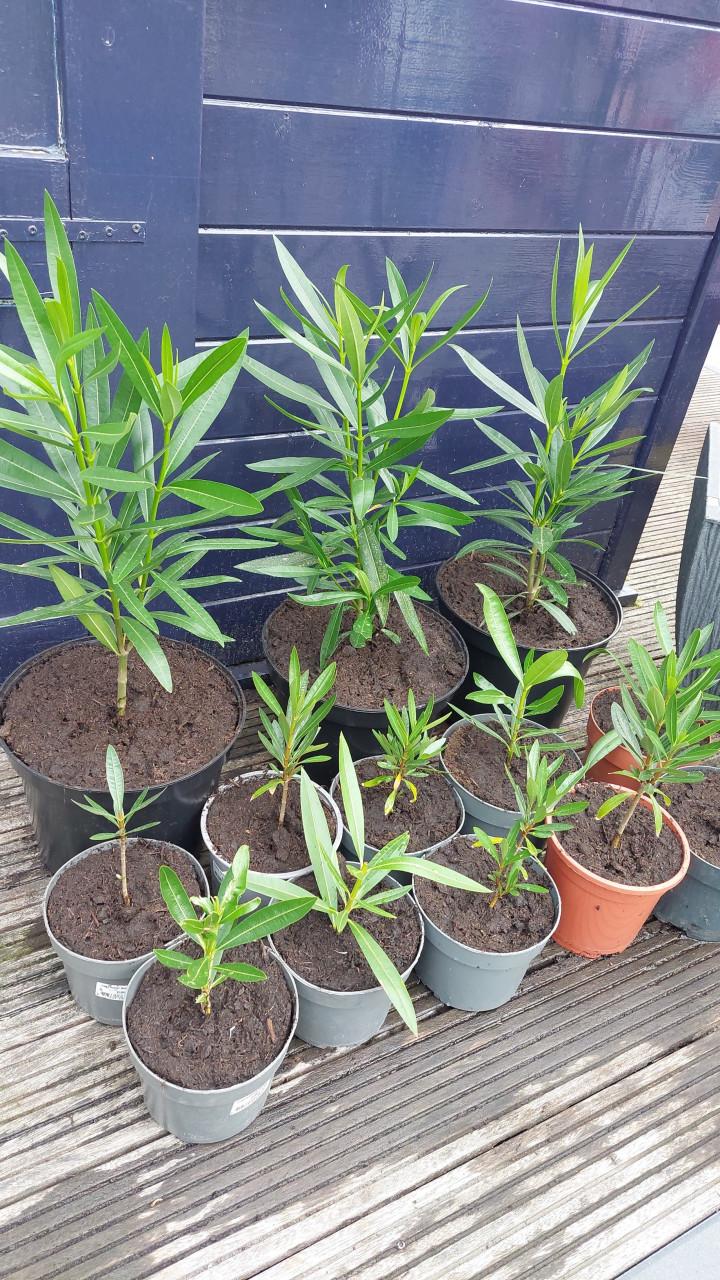 Roze Oleanders te koop 🌸