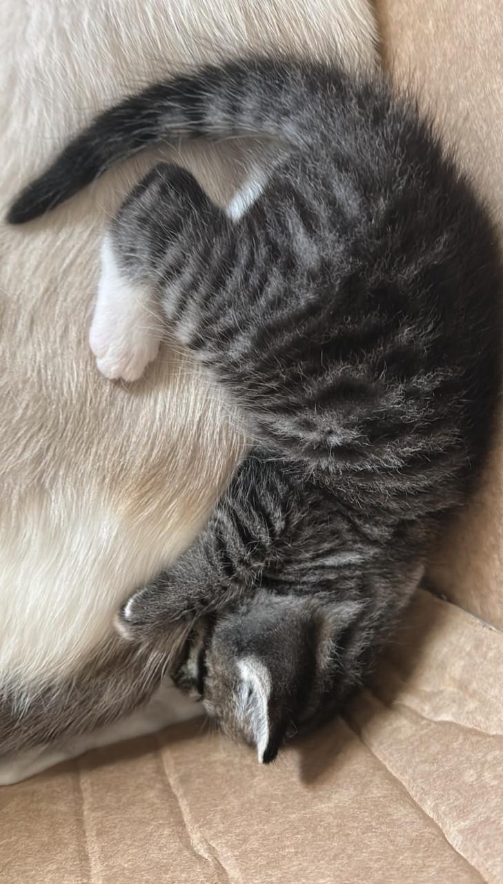 Mooie kittens 🐈‍⬛ 🐾