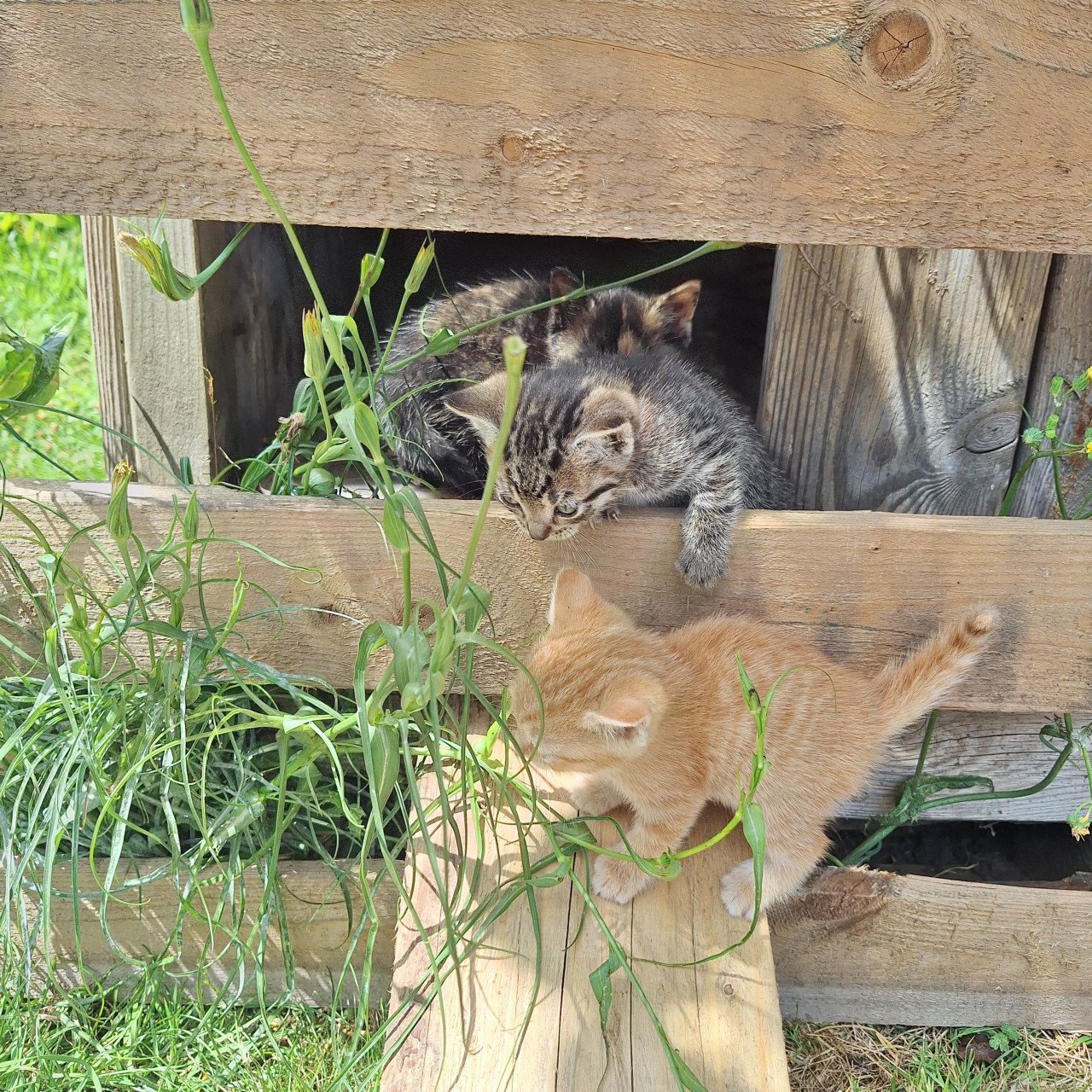 Boederij kittens