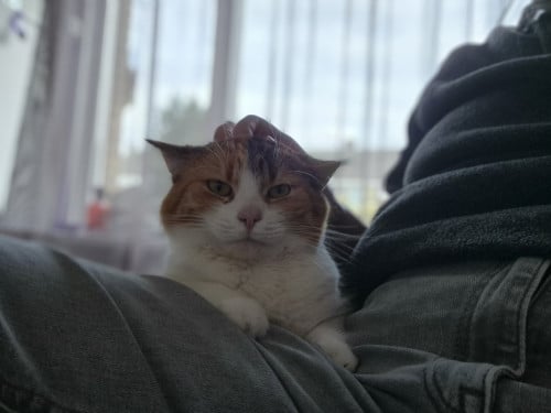 Poes zoekt gouden mandje