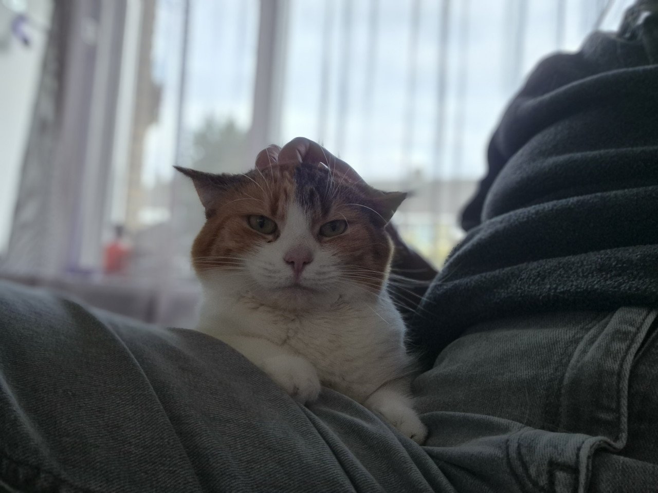 Poes zoekt gouden mandje