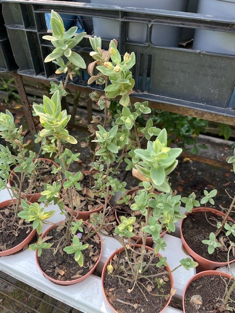 Plant - Cistus