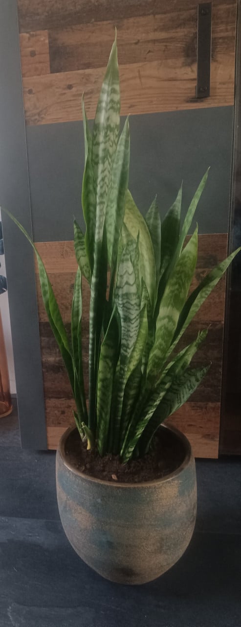 4 Grote sanseveria