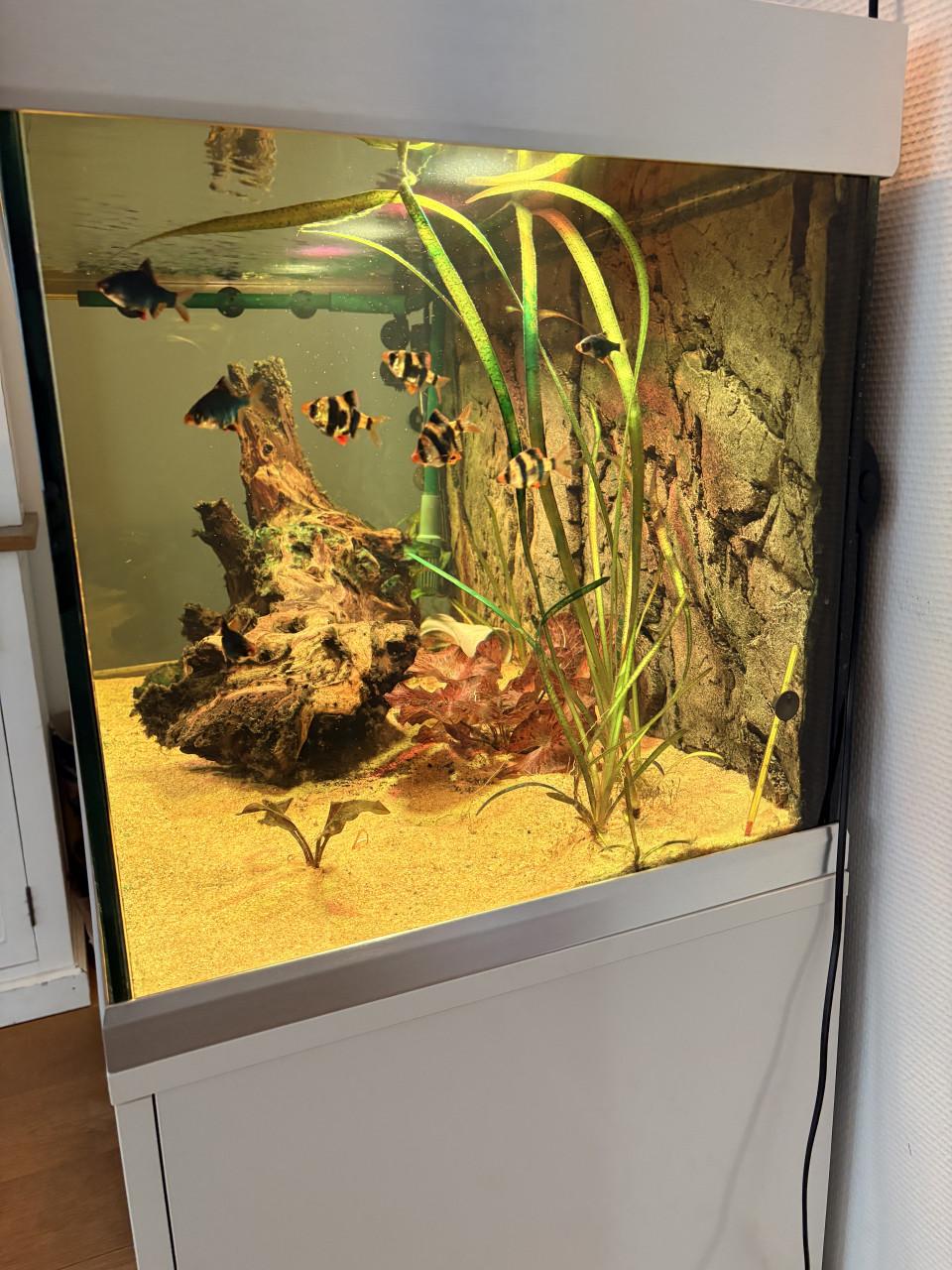 EHEIM 250 AQUARIUM "COMPLEET!"