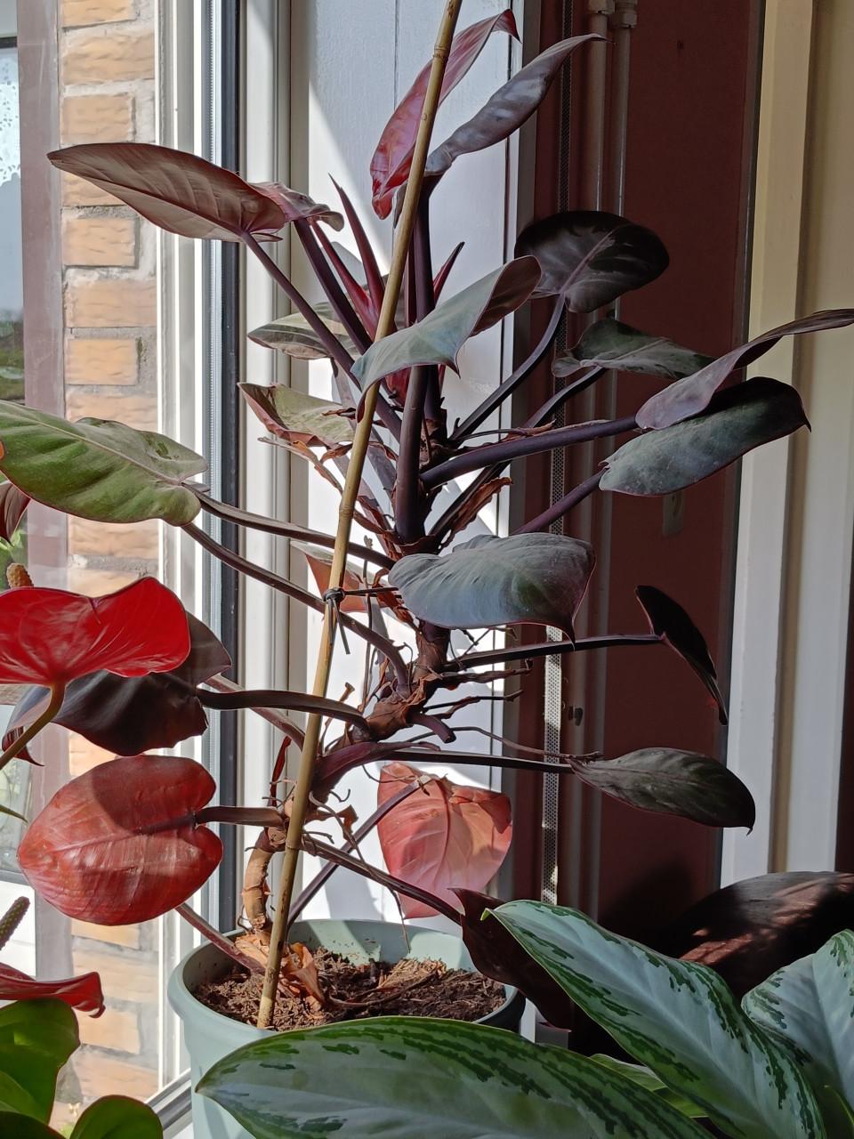 Kamerplant Philodendron Pink