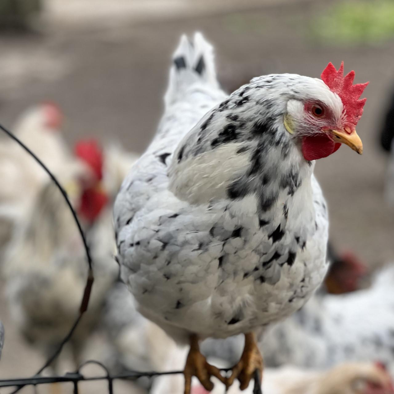 Broedeieren te koop van Bonte Leghorn
