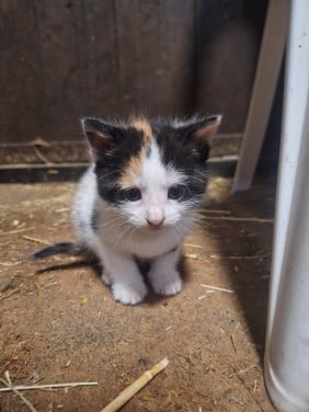 Lieve Kittens te koop!