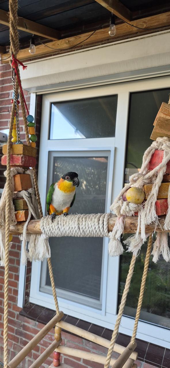 Zwartkop caique man 2021 met gendika en vaste voetring