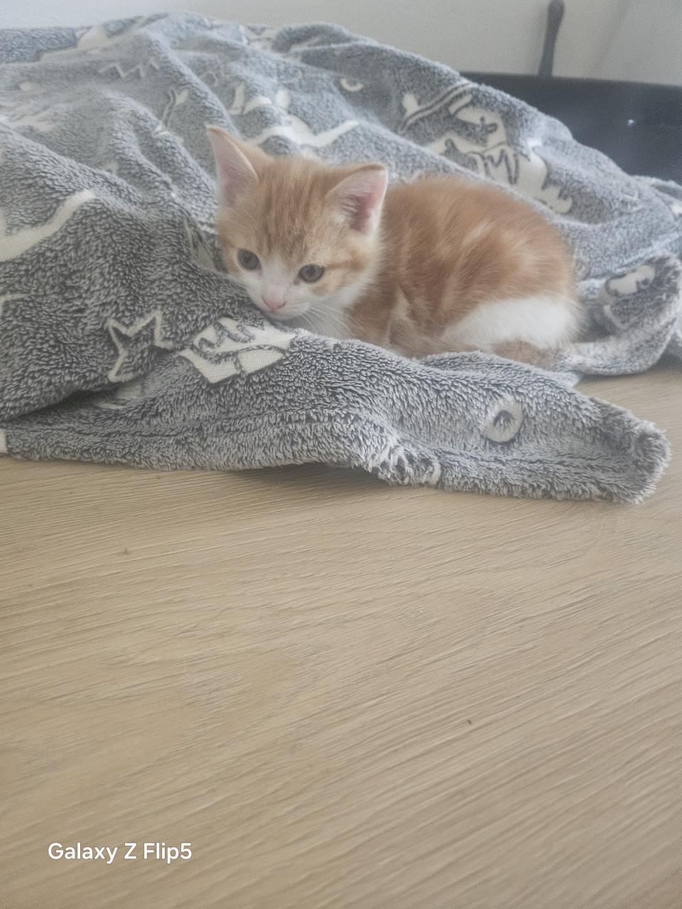 Kitten