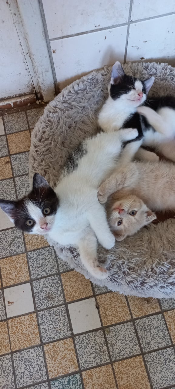 Kitten te koop