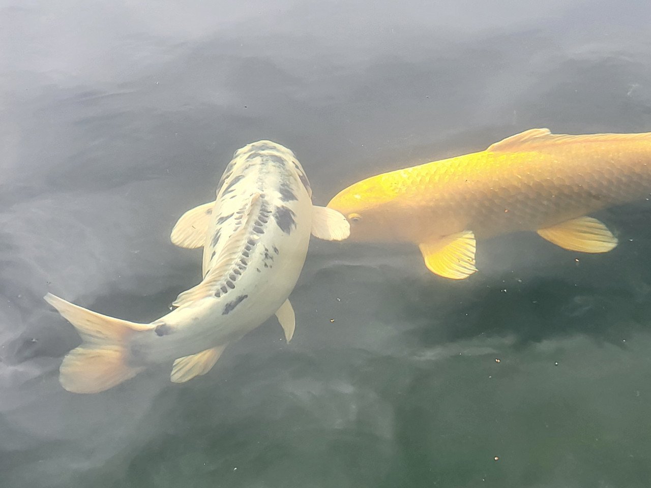 Koi's