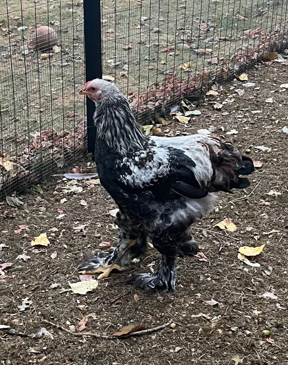 Verschillende kleurslagen Brahma Hanen.
