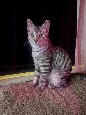 Kitten