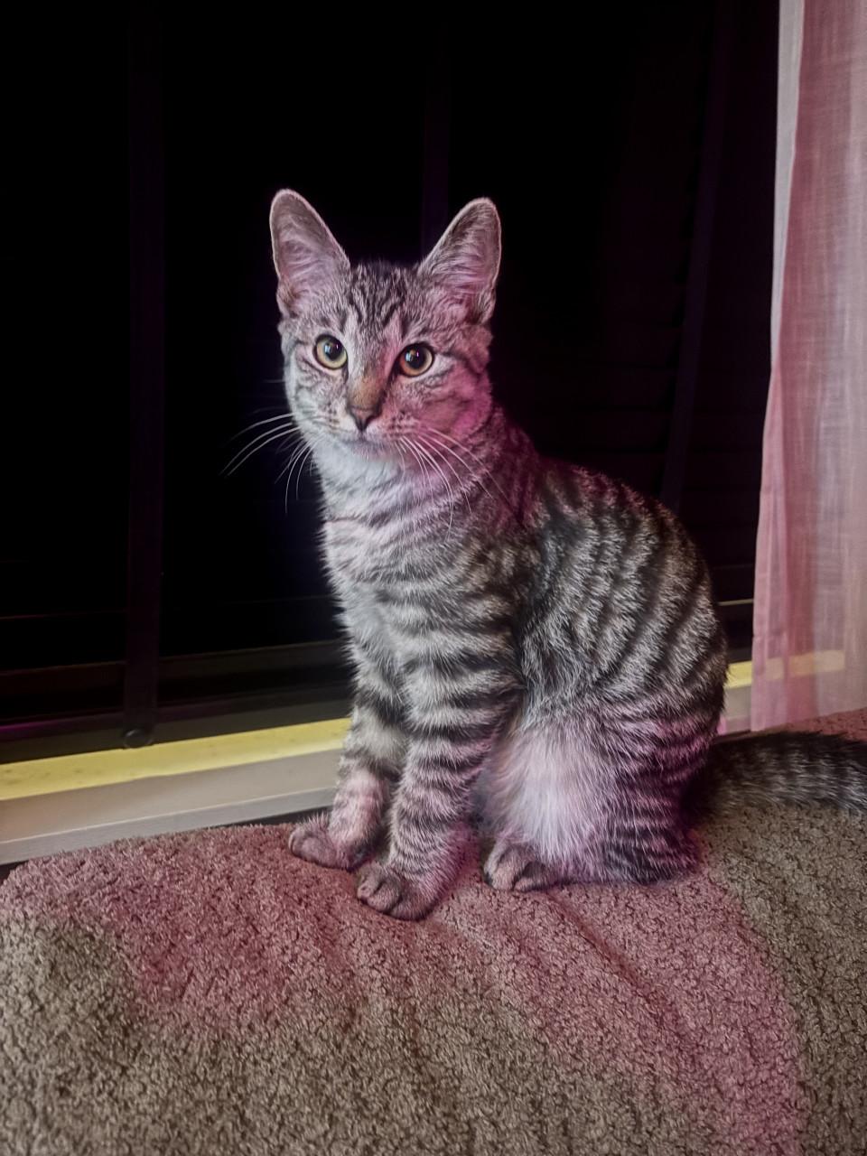 Kitten