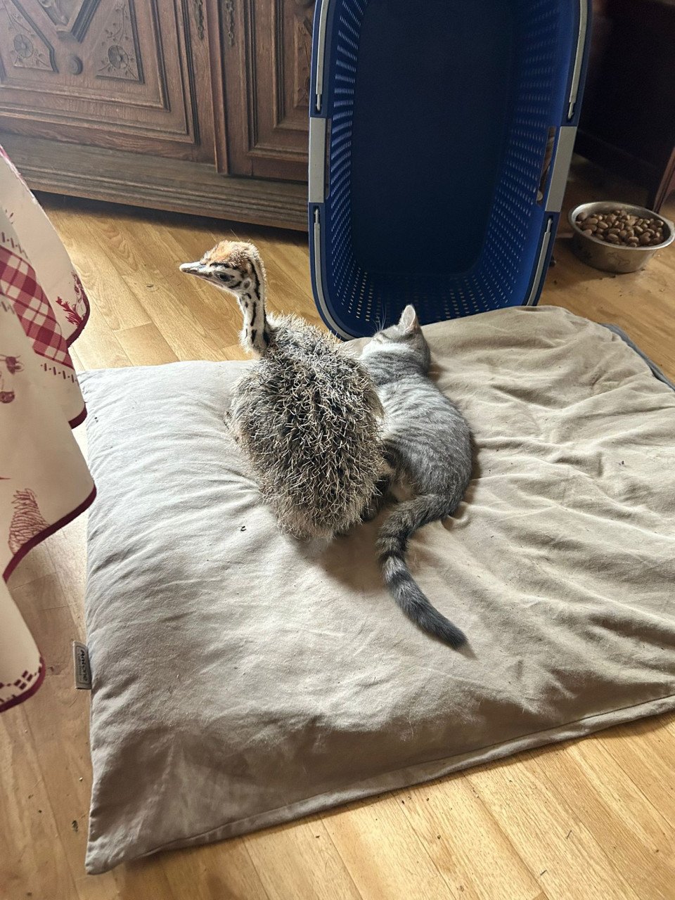 3 Kittens looking for a good home