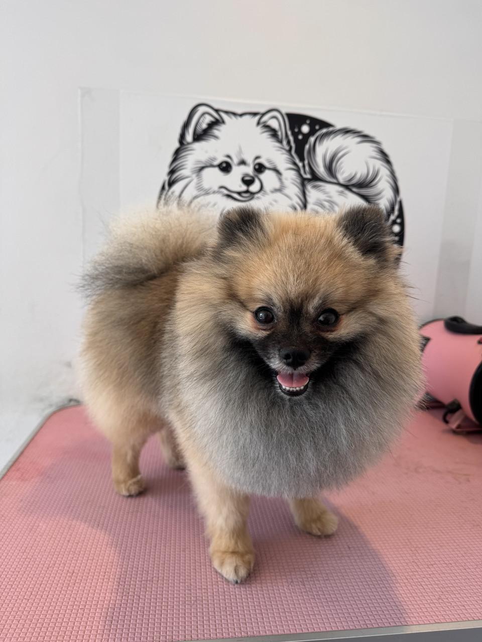Raszuivere pomeranian ( dwergkees) dekreu
