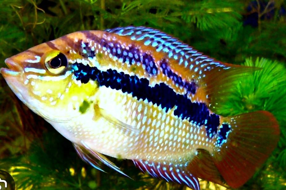 Mooie kleurijke cichliden