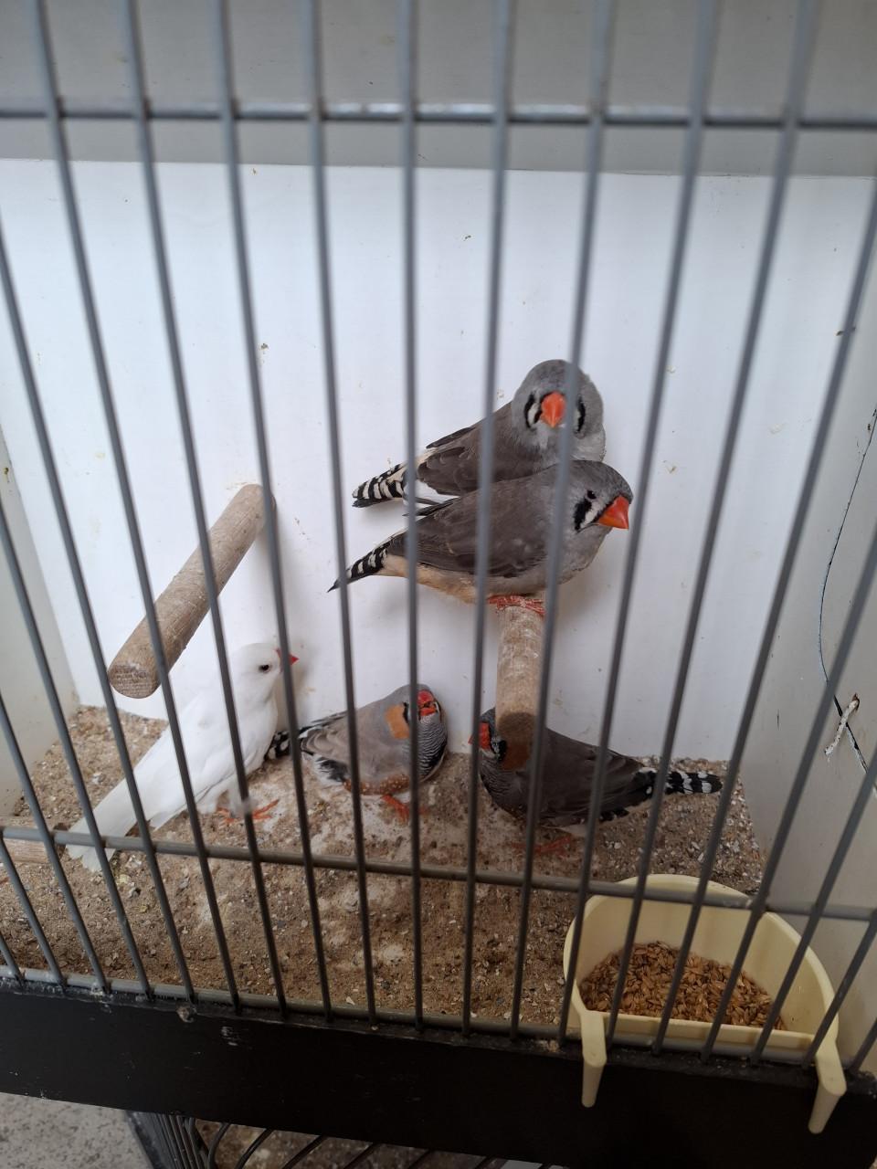 Grote zebravinken  ( onverwant.)