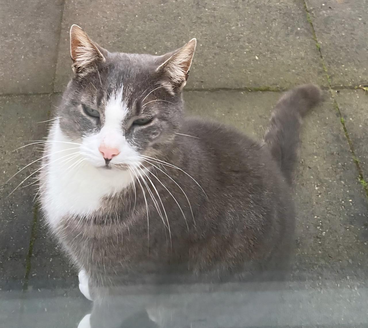 4 sterrenhuisje gezocht!