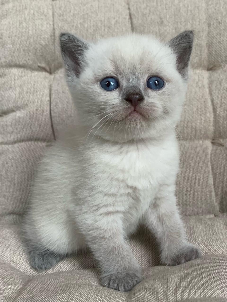 Brits Korthaar kitten blue point