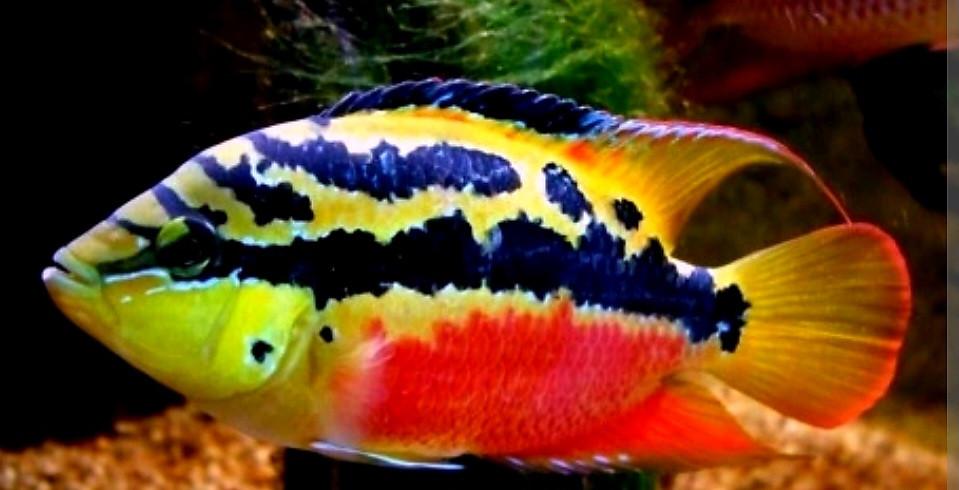 Mooie kleurijke cichliden