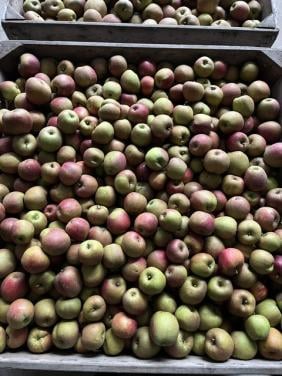 Goudreinette appels te koop