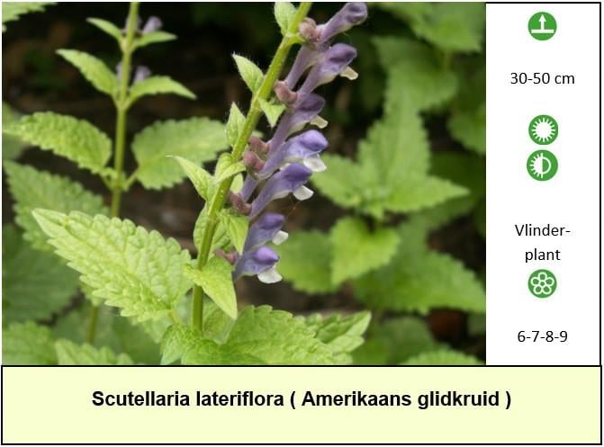 Bijen,- vlinder,- en vaste planten: in ons kraampje slechts € 1,25 p/st.