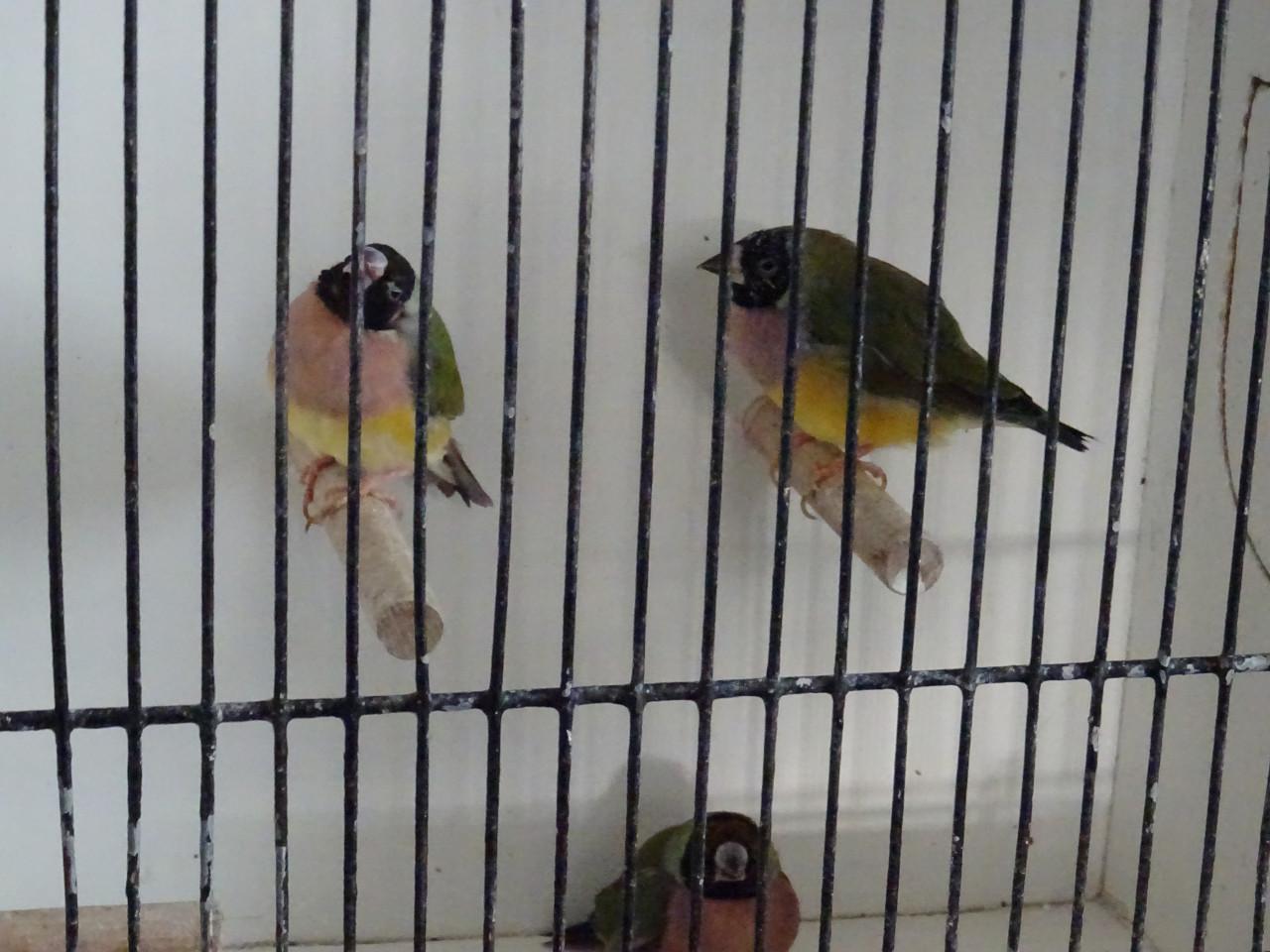 Te koop nog drie koppeltjes Goldsamadines overjarige