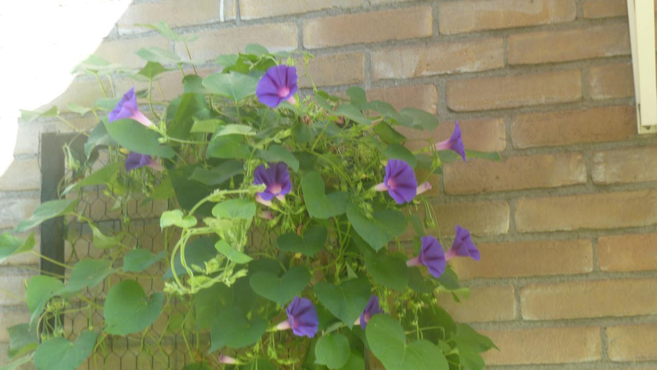 Dagwinde--ipomoea