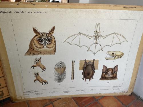 Schoolkaart nachtdieren