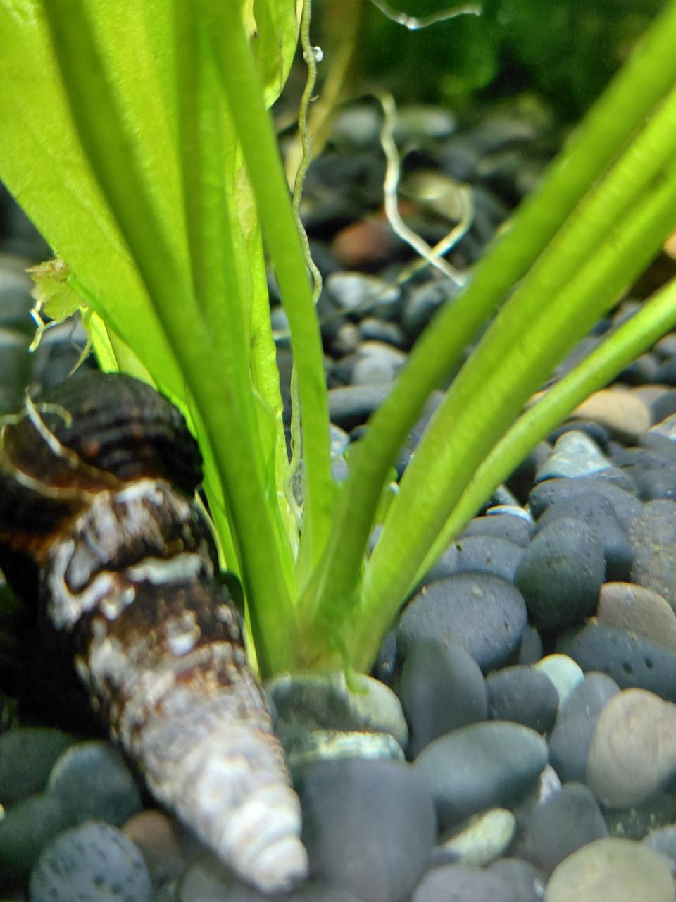 Puntslakken Aquarium.