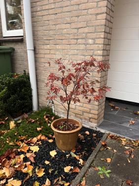 Japanse Esdorn incl pot