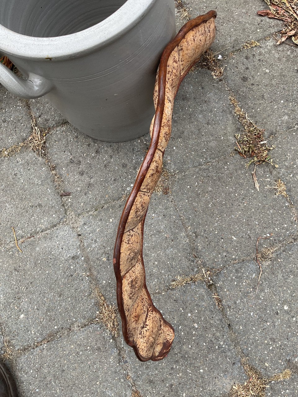 Grote gedroogde peul Johannesbroodboom