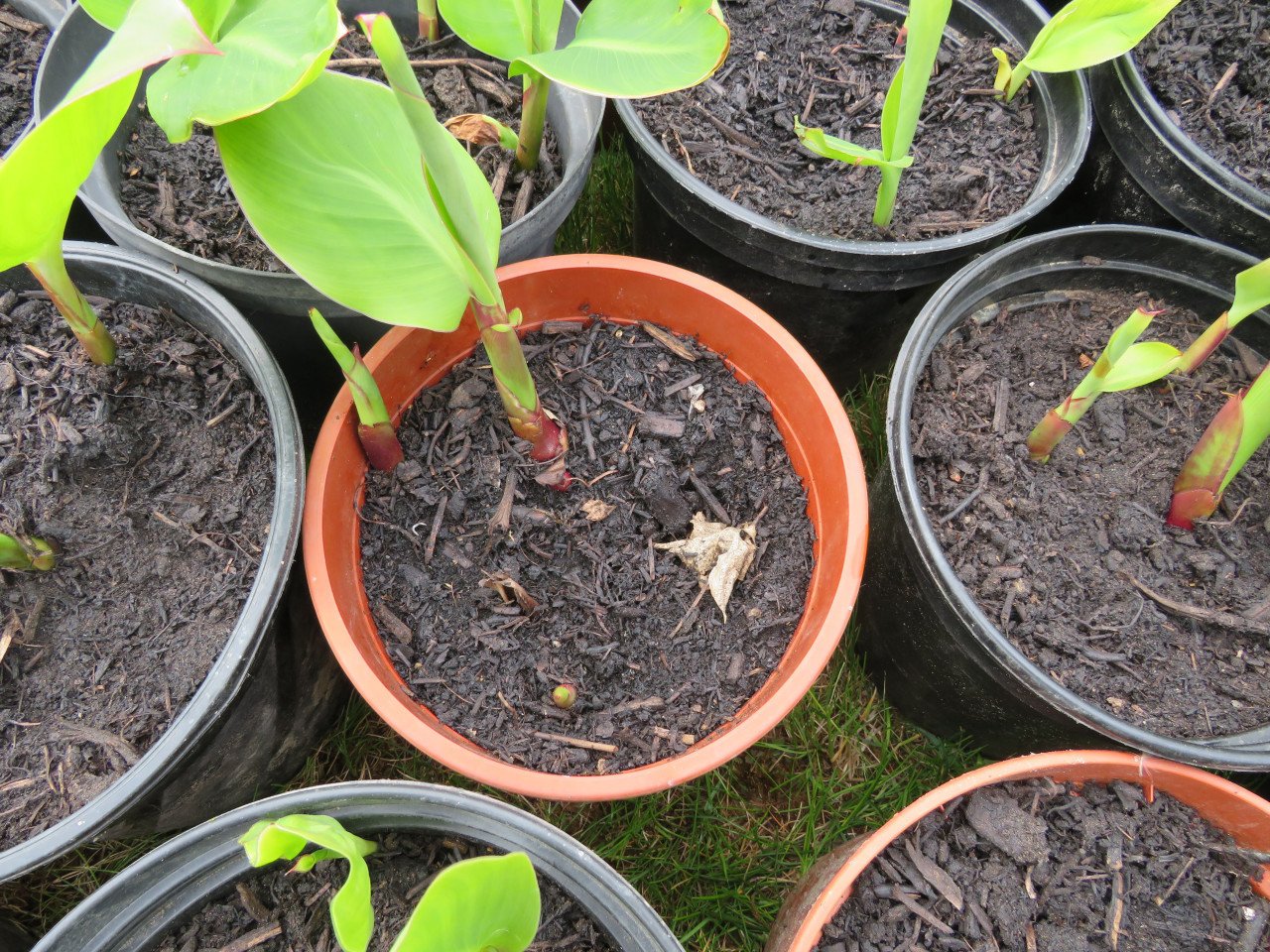 Canna in pot