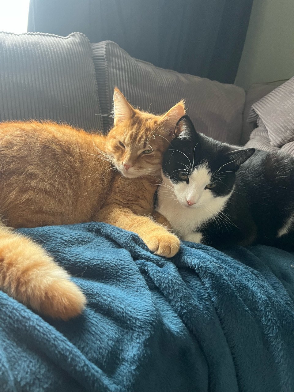 2 lieve katers zoeken nieuw huis