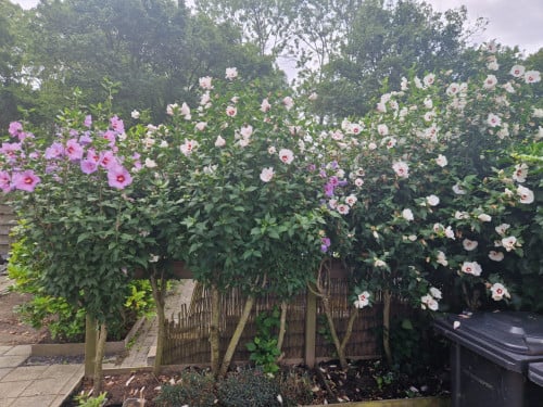 Rijtje hibiscus planten op stam