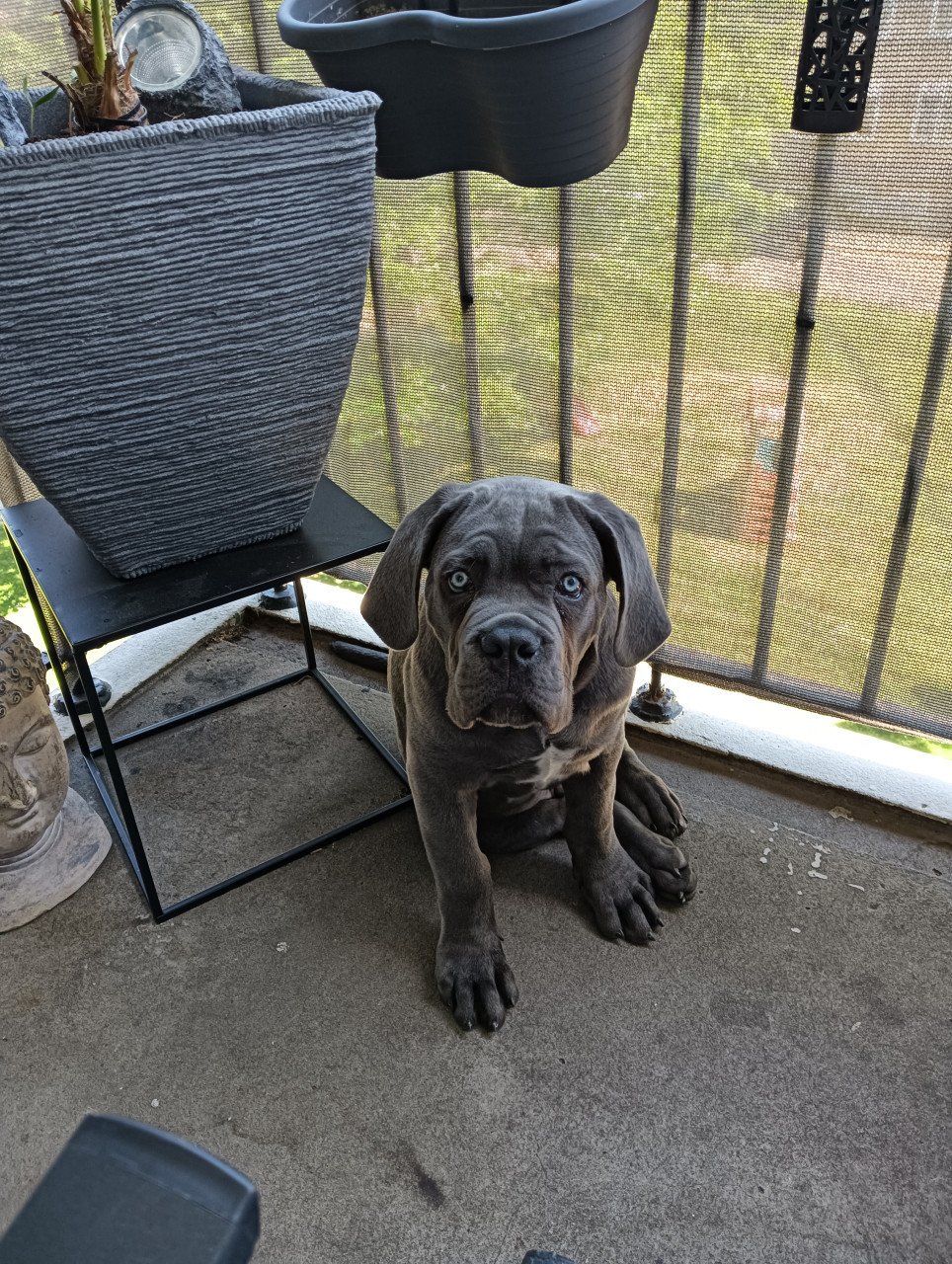 Cane Corso