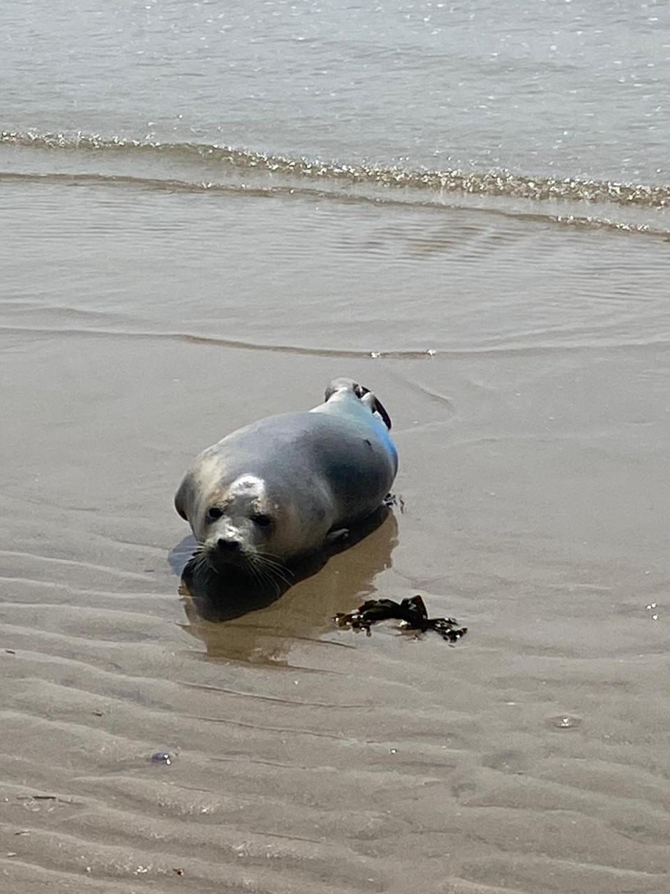 Slaapstrandhuisje / strandhuisje in Dishoek te huur