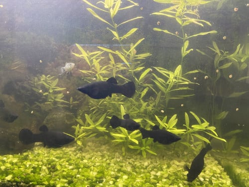 Black Molly’s met aquarium glazenbak (zonder onder kast)