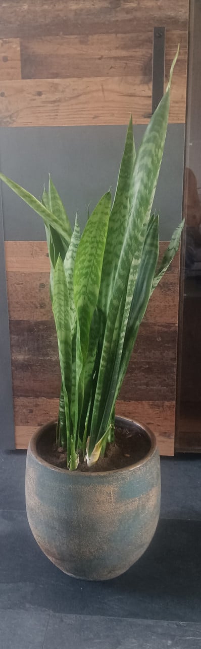 4 Grote sanseveria