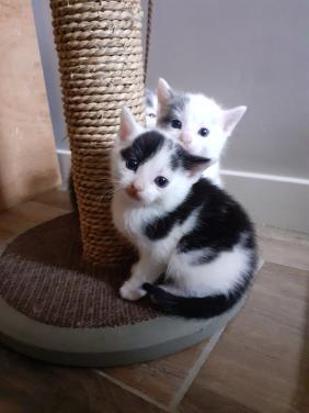 Kitten