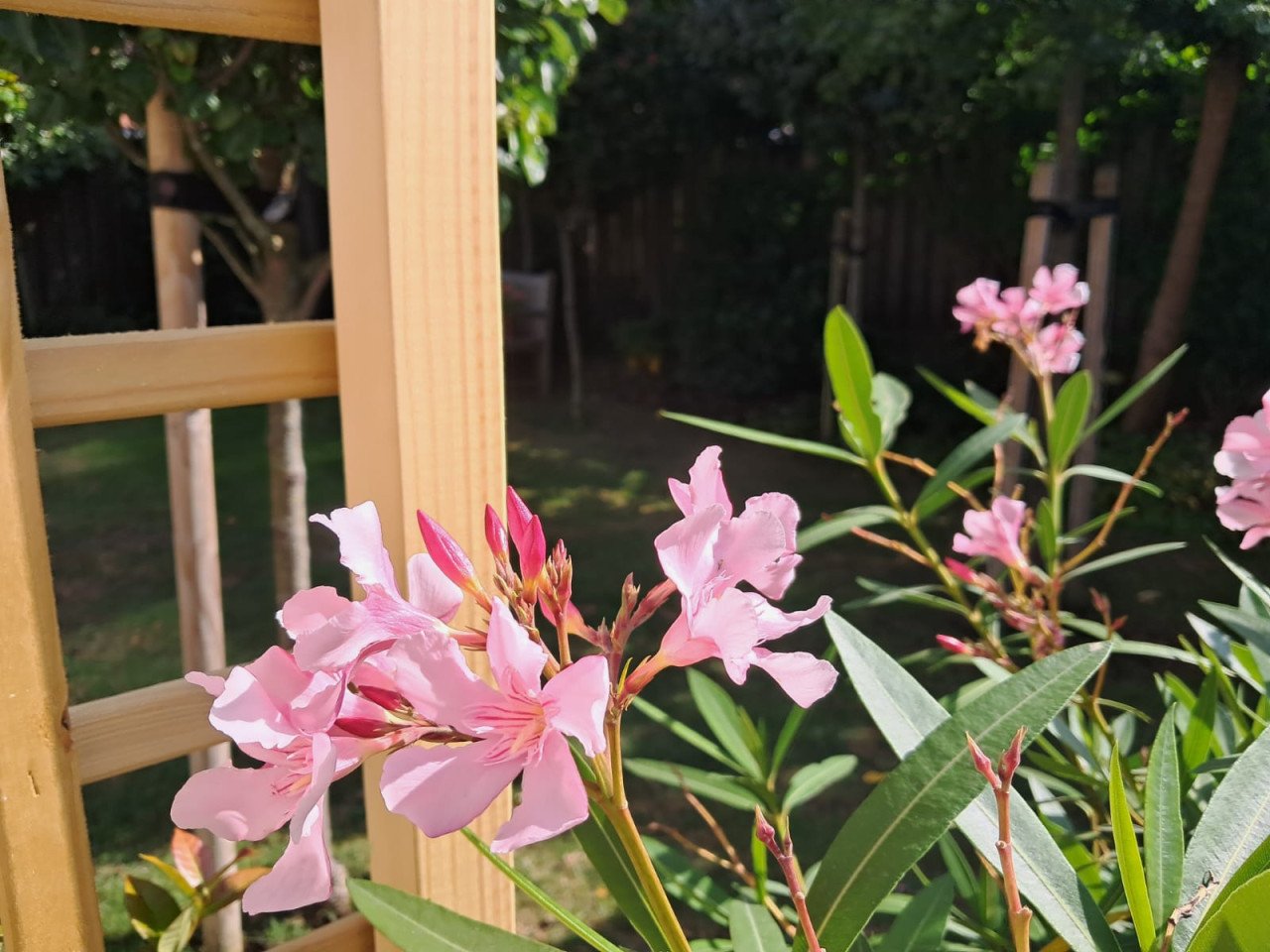 Grote OLEANDER in Franse zinken emmer
