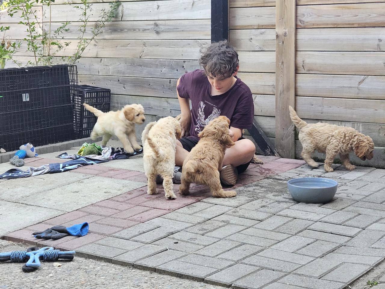 Goldendoodle f1 x Australian Labradoodle pup