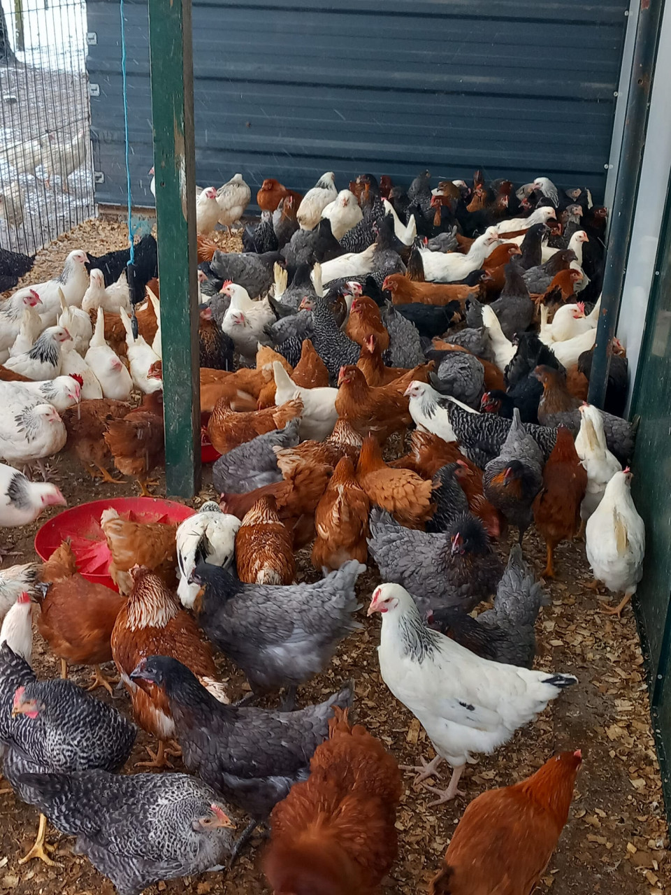 3 dolle dierendagdagen bij DIERTOTAALARJO...