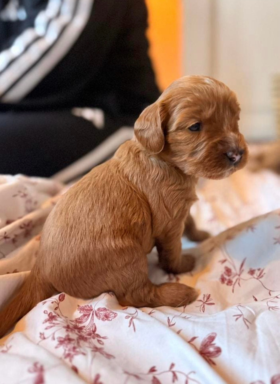 Rode labradoodle dekreu | Getest | Bewezen nakomelingen