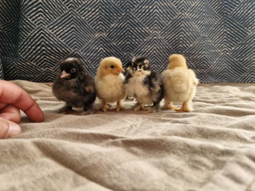 Cochin kriel kuikens