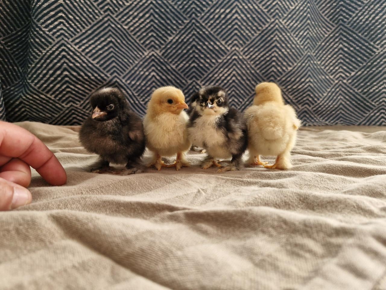 Cochin kriel kuikens