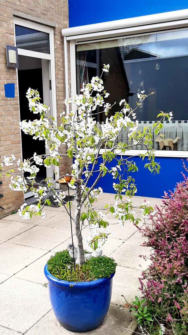 Gezonde Kersenboom ( zoete kers ) in blauwe Aziatische pot