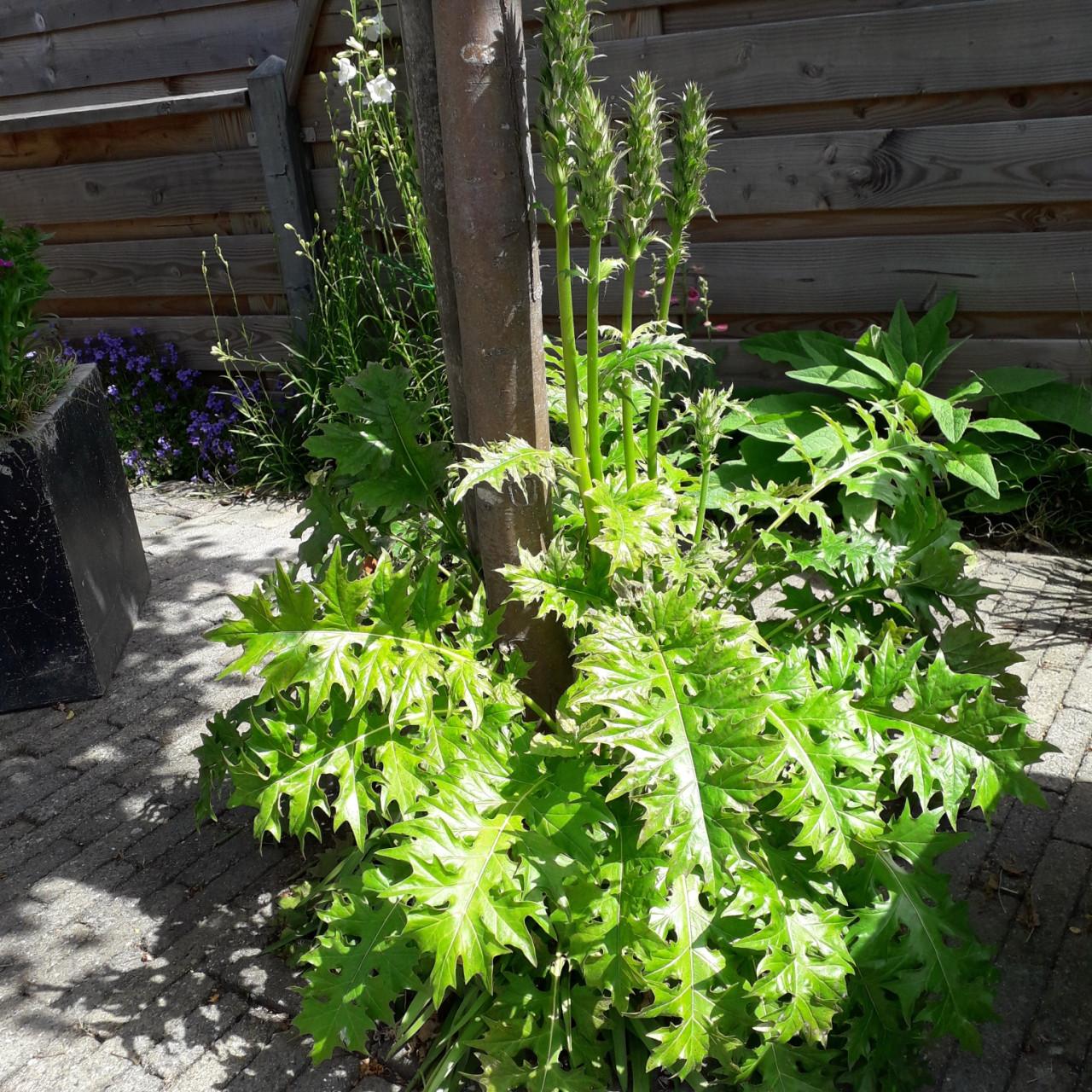 ACANTHUS MOLLIS.