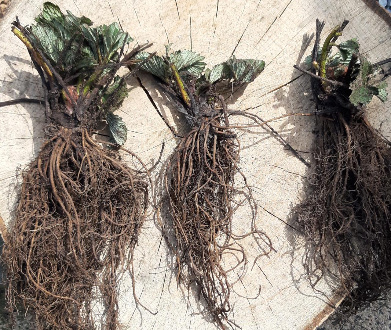 Aardbeienplanten